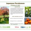 Persimmon