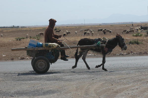 donkey-cart