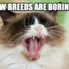 boring low breeds