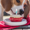 Easy-Peanut-Butter-Cupcakes-for-Dogs[1]