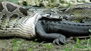 Image result for alligators and snakes in florida