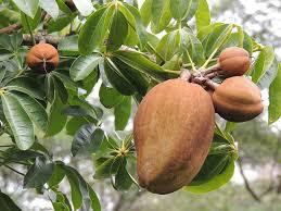 Image result for tropical fruits from guyana