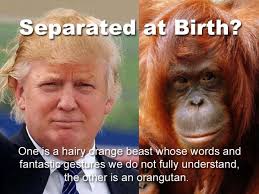 Image result for Trump the Orange Orangutan