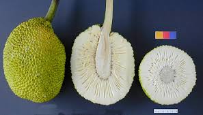 Image result for breadfruit