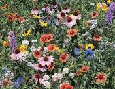 Image result for wild flower in the ganges