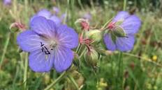Image result for wild flower in the ganges