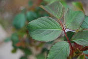Image result for parts of rose leaf
