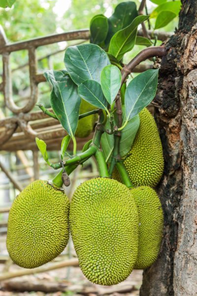 jackfruit-400x600