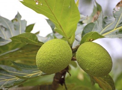 breadfruit-400x298